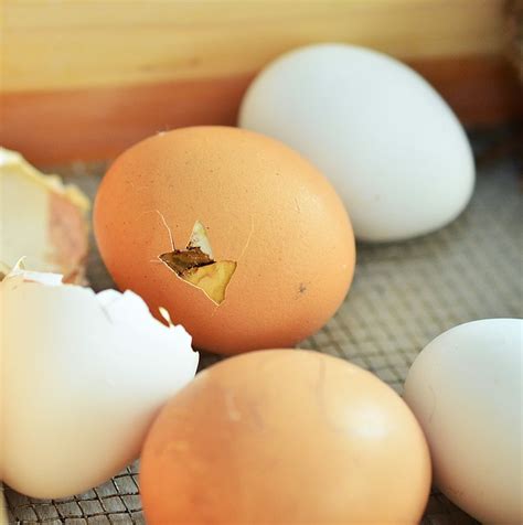 5 Best Egg Incubator For Chicken Eggs With Automatic And Manual Turner