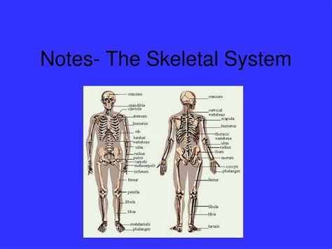 Ppt Notes The Skeletal System Powerpoint Presentation Free Download