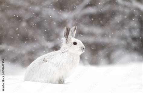 Snowshoe Hare Or Varying Hare Lepus Americanus In The Falling Snow In