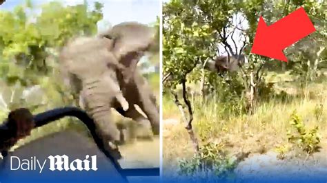 American Tourist Killed After Enraged Elephant Attacks Safari Truck In