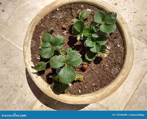 Strawberry Plants In Container Stock Image Image Of Strawberries Plants 172936289