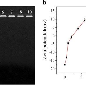 Gel Retardation Assay A And Zeta Potentials B For Naked Plasmid DNA