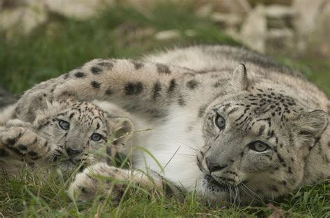 Snow Leopard Mother And Cub Anne Marie Kalus Flickr