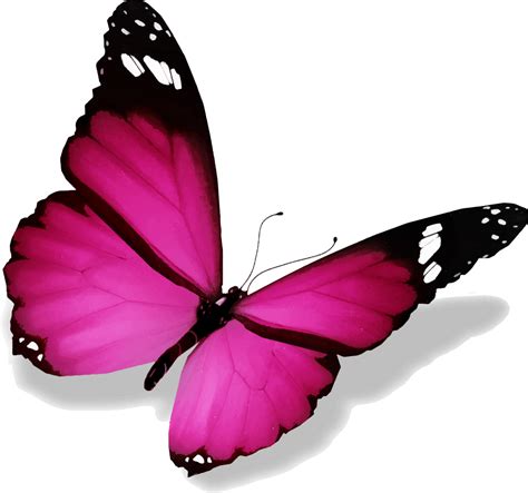 Image De Papillon 3d Butterfly Tattoo Butterfly Pictures Butterfly