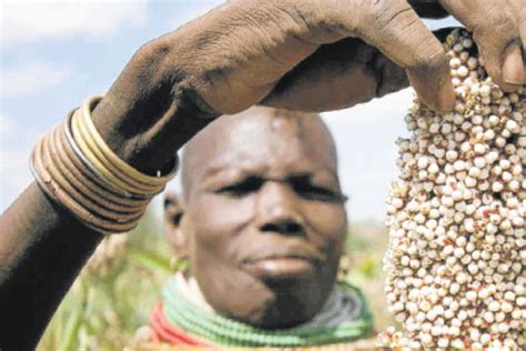 Farmers Get Sh5 Billion For Traditional Crops Business Daily