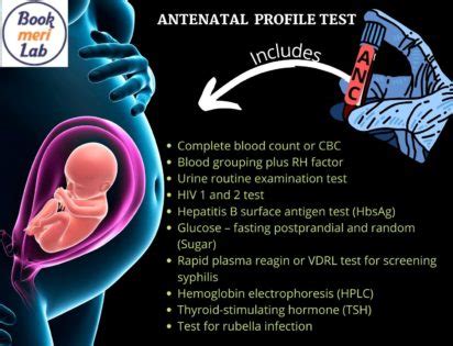 ANC Profile Test: Price, Purpose, Procedure, and Benefits