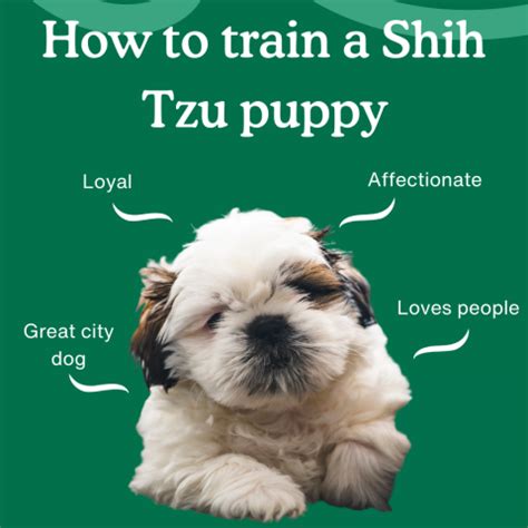 How to Train a Shih Tzu Puppy | Complete Training Guide