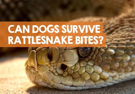 Can Dogs Survive Rattlesnake Bites Without Treatment? (Survival Rates)