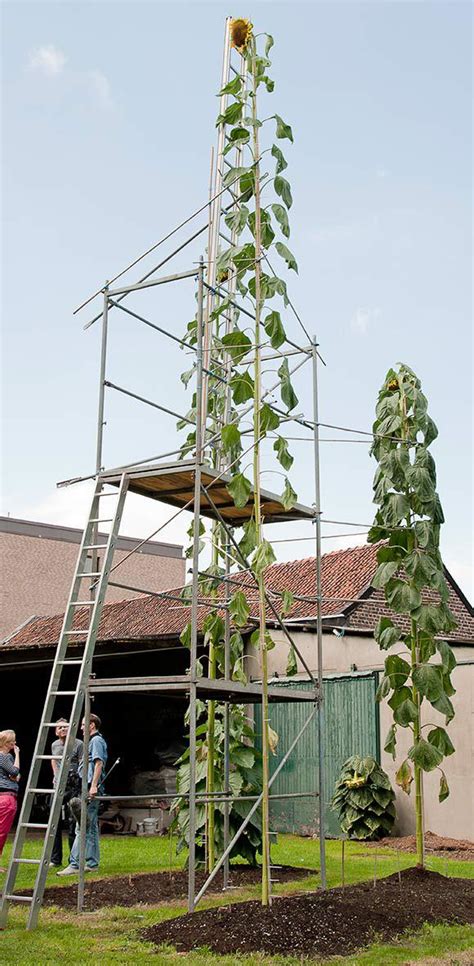 The world record largest sunflower. Over 30’ tall : r/HumanForScale