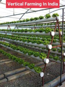 Vertical Farming In India Business Sense Business Sense