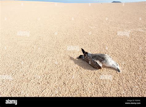 Corralejo Dunes National Park, Fuerteventura, Spain Stock Photo - Alamy