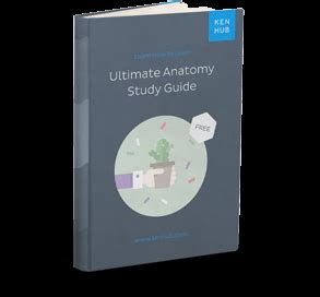 Subthalamic nucleus: Anatomy, location and function | Kenhub