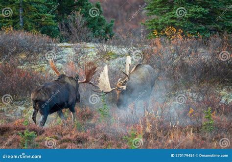 Alaska Yukon Bull Moose Fighting In Autumn In Denali National Park