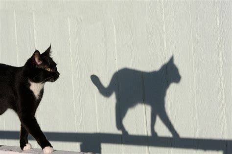 Cat In Shadow Pictures Download Free Images On Unsplash