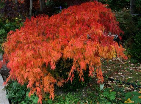 Acre Palmatum Viridis Japanese Maple Tree Japanese Garden Design Landscaping Plants