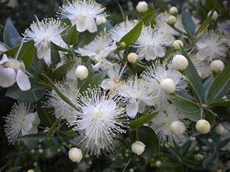 Myrtus Communis How To Grow And Care