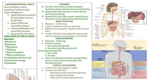 Gi Assessment Gi Disorders Gi System Artofit