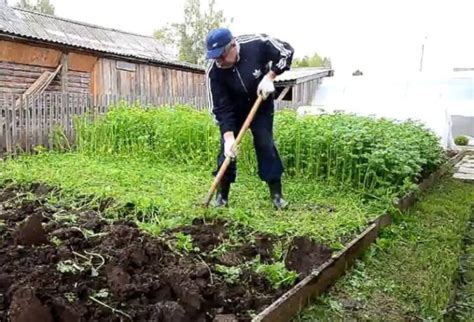 Зеленые удобрения. Когда сеять горчицу как сидера