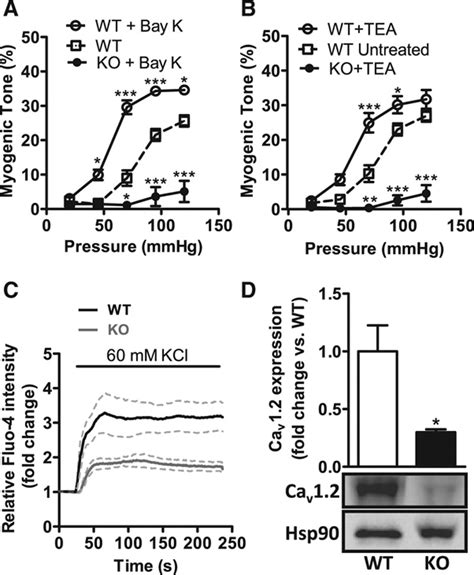 Loss Of Vascular Myogenic Tone In Mir 143145 Knockout Mice Is