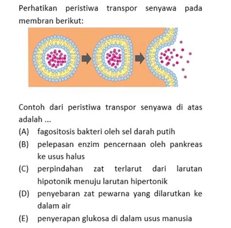 Perhatikan Peristiwa Transpor Senyawa Pada StudyX