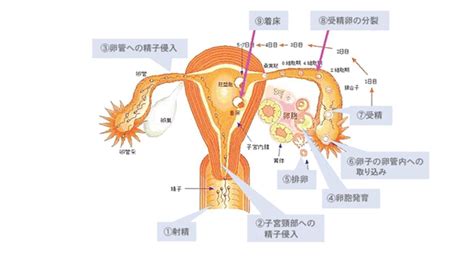 原因不明不妊について よくあるご質問徐クリニック