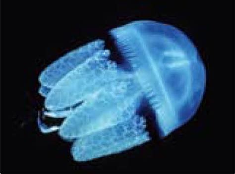 Blubber (Catostylus mosaicus) - SLS Beachsafe