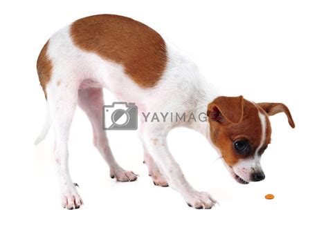 Chihuahua By Antpkr Vectors And Illustrations With Unlimited Downloads