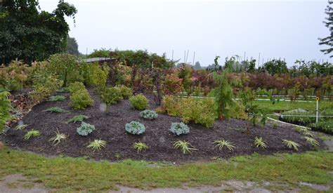 Mounded Garden Beds Fasci Garden