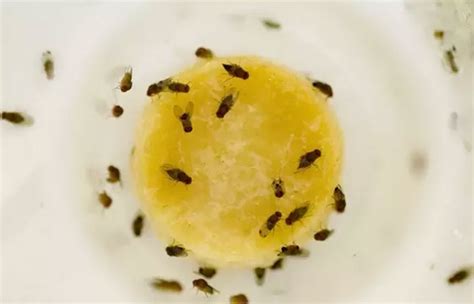 Fruit Flies In Bathroom Why And How To Get Rid And Prevent Toiletseek