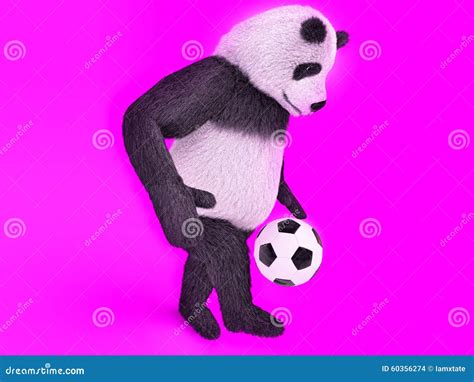 Chasing A Soccer Ball On Foot On Purple Background Touching Cute Panda