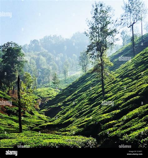 A tea estate view at Horanadu Stock Photo - Alamy