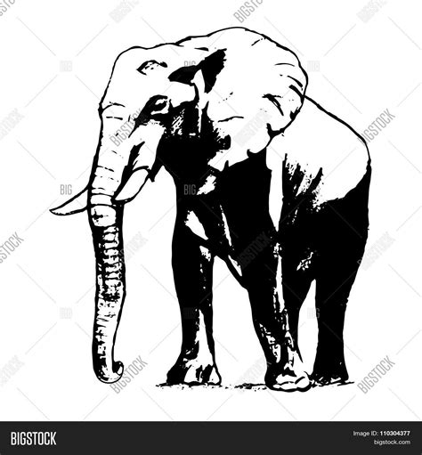 Elephant Black White Vector And Photo Free Trial Bigstock