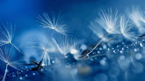 Wallpaper Sunlight Water Reflection Sky Branch Blue Frost Dew