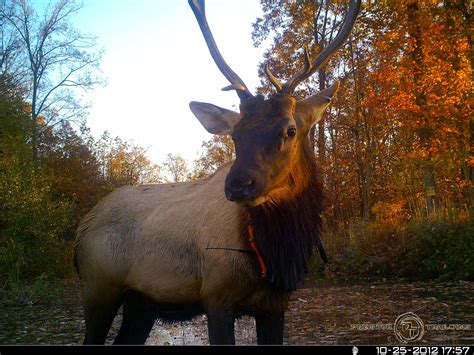 Elk Virginia Dwr