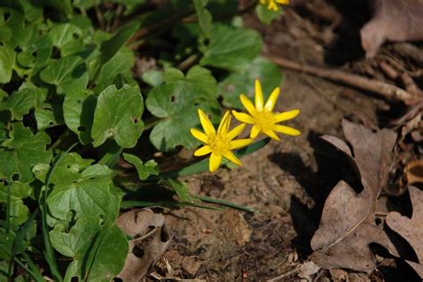 Heimische Gelbe Wiesenblumen Mit Bild