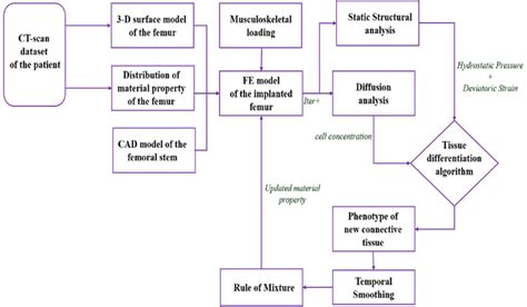 Flowchart Of Simulation To Predict Different Connective Tissue At The