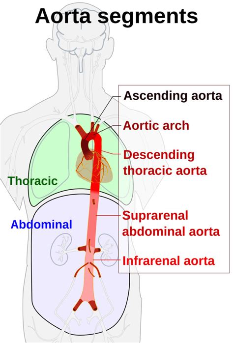 Abdominal aorta anatomy & abdominal aortic aneurysm