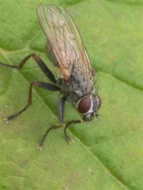 Diptera Info Discussion Forum ID Coenosia