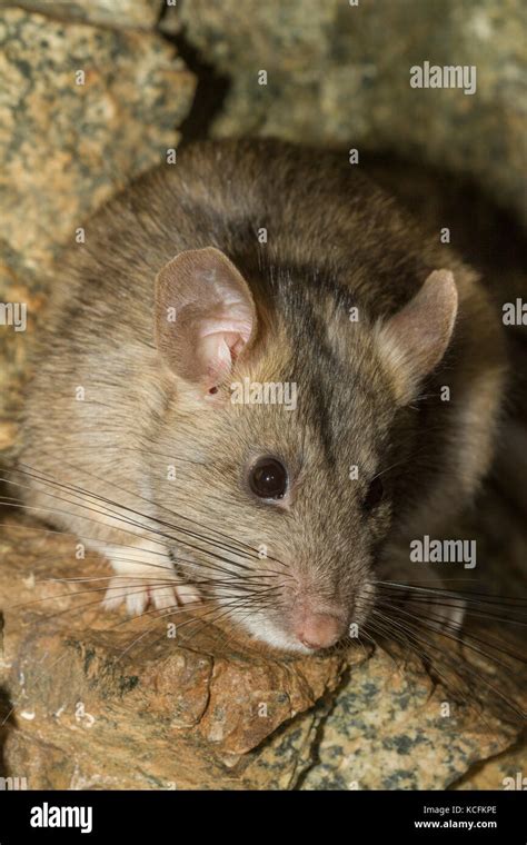 Bushy tailed woodrat hi-res stock photography and images - Alamy