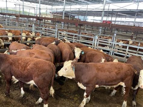 Pen N Hereford Weaner Steers Kg Total Weight Kg