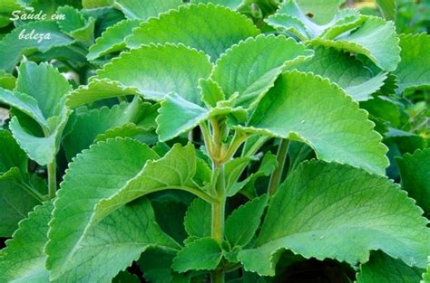 Benefícios do boldo da terra Saúde em beleza