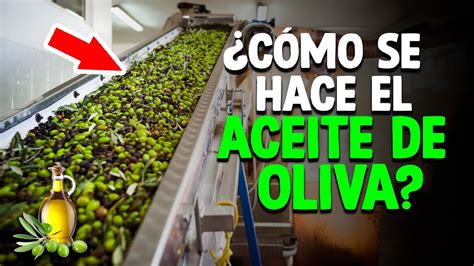 Cómo Se Hace El Aceite De Oliva Proceso En Fábrica YouTube