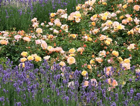 The New Generation Of Flower Carpet Roses Color Me Impressed Fine