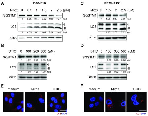 Mitoxantrone MitoX Treatment Induces Autophagy In Melanoma Cells