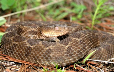 Crotalus Ravus Exiguus Guerreran Pygmy Rattlesnake Flickr