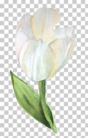 Flowering Plant Cut Flowers Tulip Alismatales PNG Clipart Alismatales