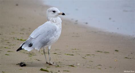 Larus delawarensis (ring-billed gull) at Midwestnaturalist.Com