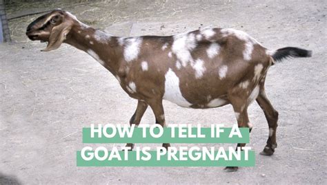 How To Tell If A Goat Is Pregnant Eco Peanut