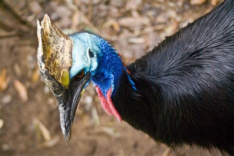 Southern Cassowary Portrait Photograph By Douglas Barnett Fine Art America