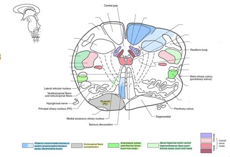 Caudal Medulla 2 Diagram Quizlet